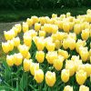Tulipe Fosteriana Sweetheart