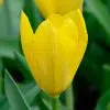 Tulipe Fosteriana Yellow Purissima (Golden Emperor)