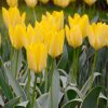 Tulipe Fosteriana Yellow Purissima (Golden Emperor)