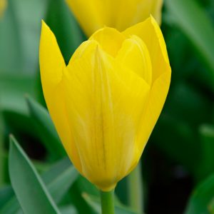 Tulipe Fosteriana Yellow Purissima (Golden Emperor)