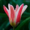 Tulipe Fosteriana Zombie (Red and White Emperor)
