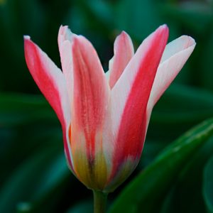 Tulipe Fosteriana Zombie (Red and White Emperor)