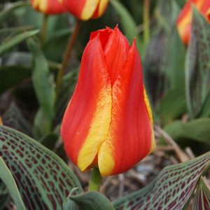 Tulipe Greigii Cap Cod