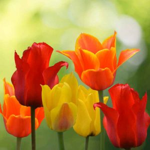 Tulipe Greigii en mélange