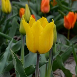 Tulipe Greigii Golden Tango