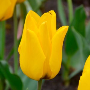 Tulipe Greigii Golden Tango