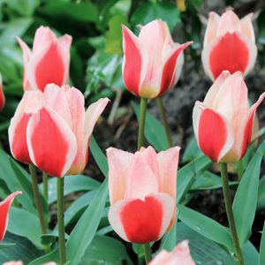 Tulipe Greigii Mary Ann
