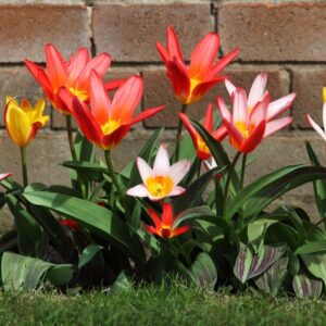 Tulipe Greigii en mélange