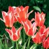Tulipe Greigii Pinocchio