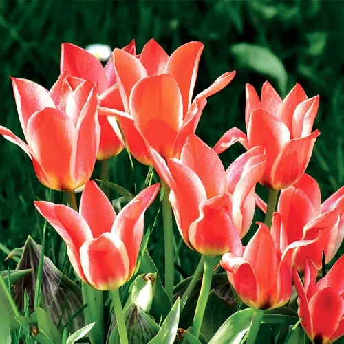 Tulipe Greigii Pinocchio