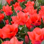 Tulipe Greigii Portland