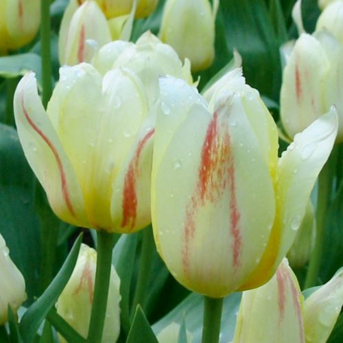 Tulipe Greigii White fire