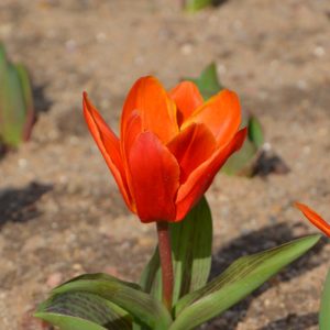 Tulipe Kaufmanniana Early Harvest