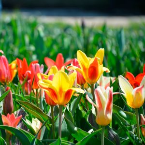 Tulipe Kaufmanniana en mélange