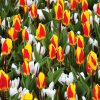 Tulipe Kaufmanniana Stresa