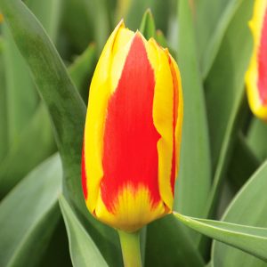 Tulipe Kaufmanniana Stresa