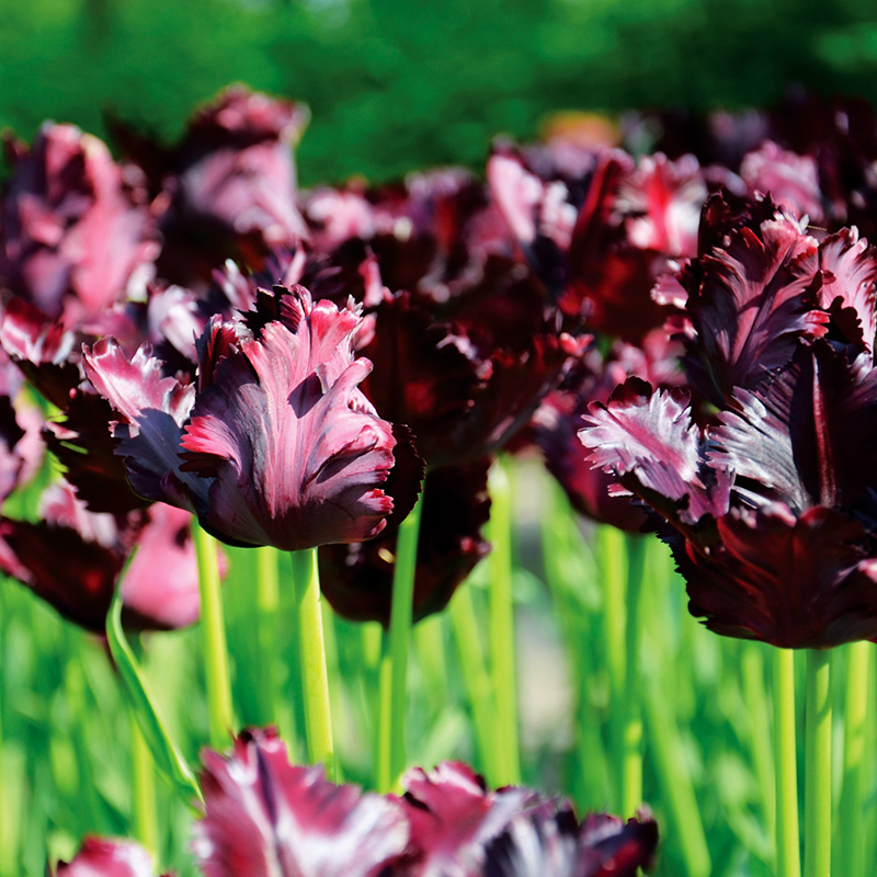 Tulipe Perroquet Black Parrot