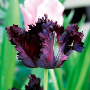 Tulipe Perroquet Black Parrot