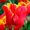 Tulipe Perroquet Bright Parrot
