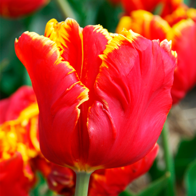 Tulipe Perroquet Bright Parrot