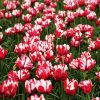 Tulipe Perroquet Estella Rijnveld
