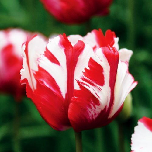 Tulipe Perroquet Estella Rijnveld