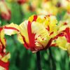Tulipe Perroquet Flaming Parrot
