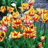 Tulipe Perroquet Flaming Parrot