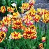 Tulipe Perroquet Flaming Parrot