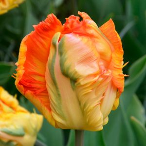Tulipe Perroquet Parrot King