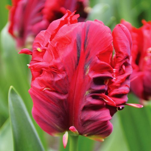 Tulipe Perroquet Rococo