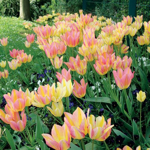 Tulipe Pluriflore Antoinette