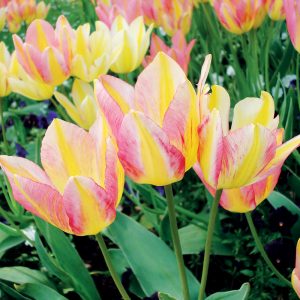 Tulipe Pluriflore Antoinette