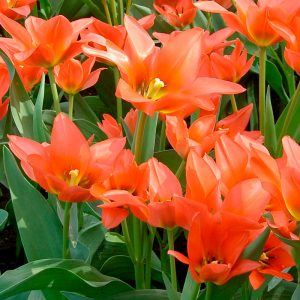Tulipe Pluriflore Orange Toronto