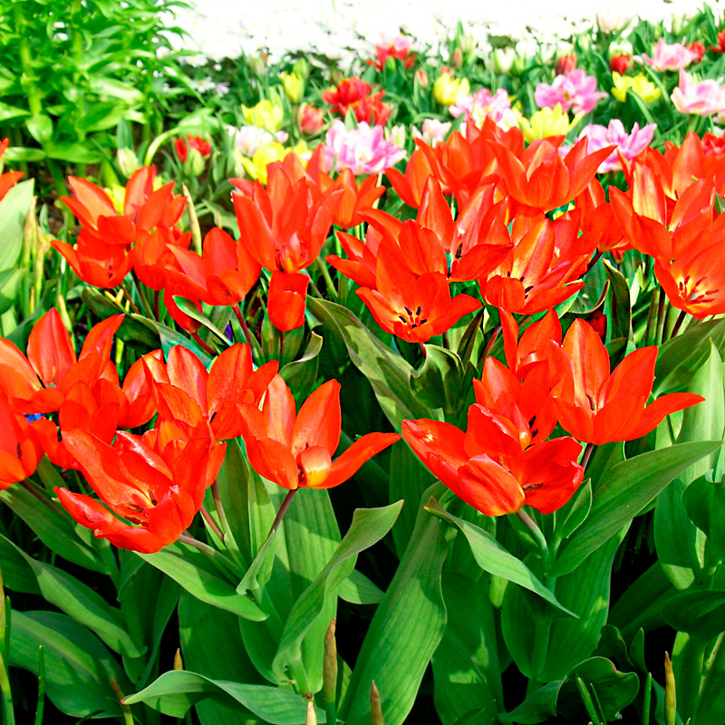 Tulipe Pluriflore praestans Fusilier