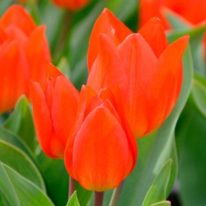 Tulipe Pluriflore praestans Fusilier