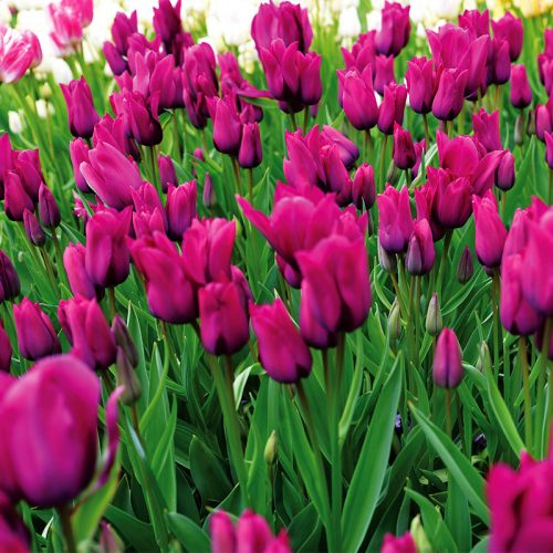 Tulipe Pluriflore Purple Bouquet
