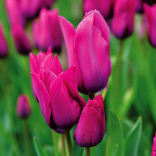 Tulipe Pluriflore Purple Bouquet