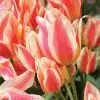 Tulipe Pluriflore Quebec