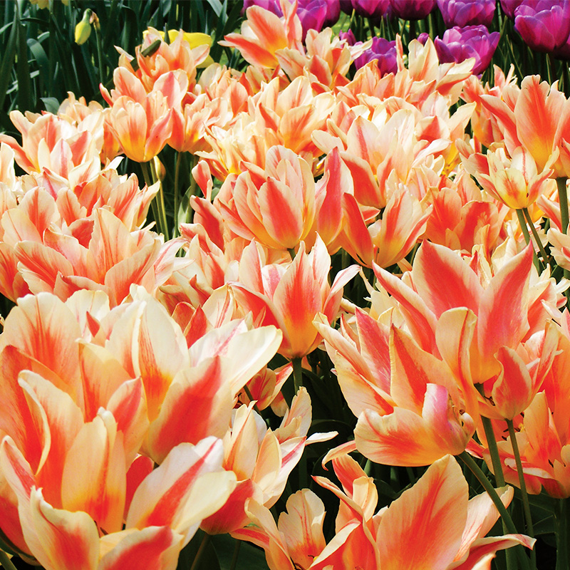 Tulipe Pluriflore Quebec