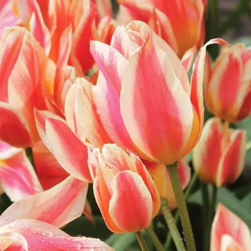 Tulipe Pluriflore Quebec