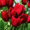 Tulipe Pluriflore Red Georgette