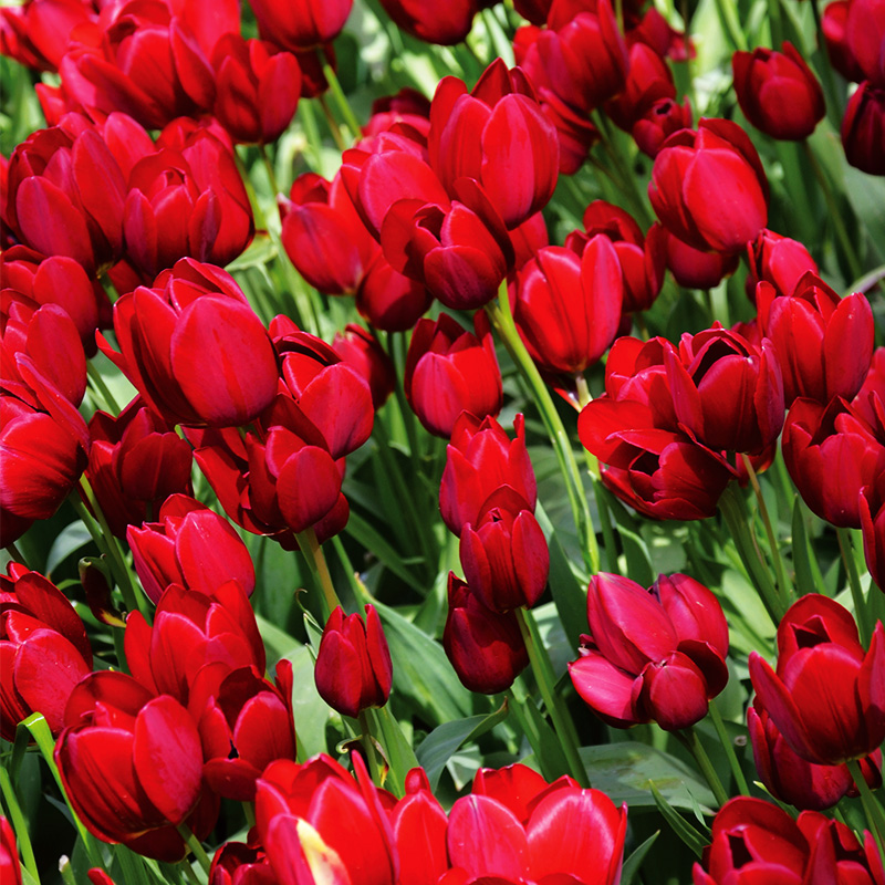 Tulipe Pluriflore Red Georgette