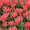 Tulipe Pluriflore Toronto