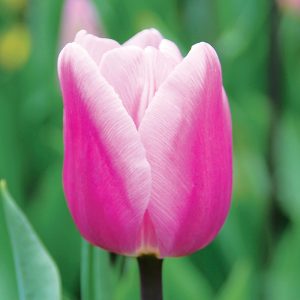 Tulipe Simple Hâtive Aafke