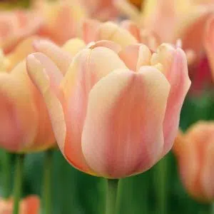 Tulipe Simple Hâtive Apricot Foxx