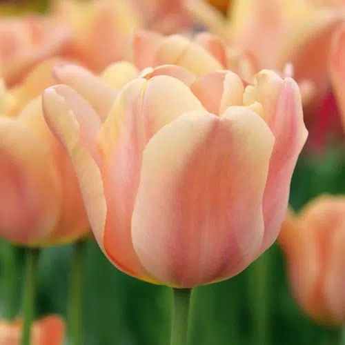 Tulipe Simple Hâtive Apricot Foxx