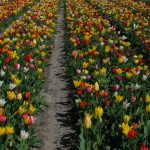Tulipe Simple Hâtive en mélange