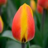 Tulipe Simple Hâtive Flair