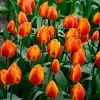 Tulipe Simple Hâtive Flair